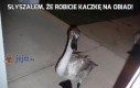 Słyszałem, że robicie kaczkę na obiad!