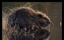 Któregoś razu naukowcy postanowili zweryfikować inteligencję bobrów