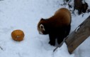 Panda mała vs. dynia!