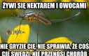 Samiec komara