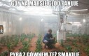 Lepszy rydz niż nic
