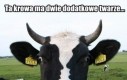 Krowa z dwiema twarzami