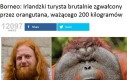 Potężny orangutan