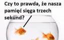 Pamięć złotej rybki