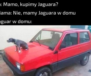 Stare, ale jare