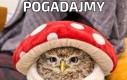 Pogadajmy