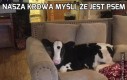 Nasza krowa myśli, że jest psem