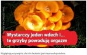 Grzyby wywołujące orgazm