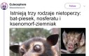 Lubię gacki