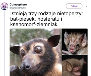 Lubię gacki
