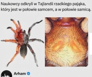 Wiadomo