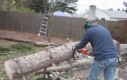 Cięcie drzewa