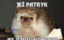 Jeż Patryk