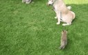 Dwa liski i ich przyrodnia mama