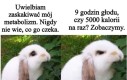 Cyk metabolizm rozjejany