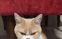 Japoński Grumpy Cat