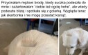 Chyba został oficjalnym bankiem PKO