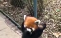 Panda na przypale