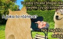 Majówka