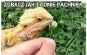 Zobacz jak ładnie pachnie...