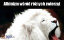 Albinizm wśród różnych zwierząt