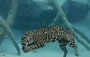 Podwodny jaguar