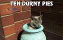 Ten durny pies