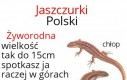 Poznajcie jaszczurki Polski