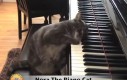Kto mówił, że koty nie potrafią grać na pianinie?