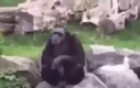 Małpy radykalizują się