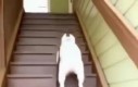 Hop hop hop
