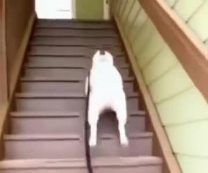 Hop hop hop