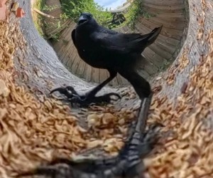 Nigdy nie będziesz mieć tak zajebistego zdjęcia jak ten gołąb