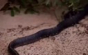 Węże i ich dziwne wężowe sprawy