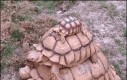 Żółwia wieża