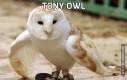 Tony Owl