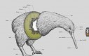 Anatomia kiwi