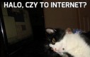 Halo, czy to internet?