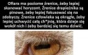 Ciekawostka przyrodnicza