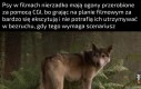 Dlatego też im nie idzie gra w pokera