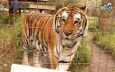 Tygrys, który mści się za umieszczenie w ZOO