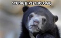 Smutna prawda o studiowaniu psychologii