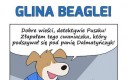 Glina Beagle i przebieraniec