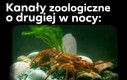 Dżem