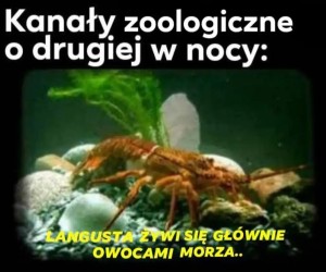 Dżem