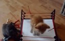 Koci wrestling