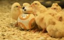 BB-8 na planecie małych kurczaczków