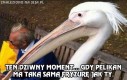 Zawstydzający pelikan