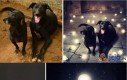 Surrealistyczne fotomontaże porzuconych psów, zachęcające do adopcji