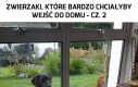 Zwierzaki, które bardzo chciałyby wejść do domu - cz. 2